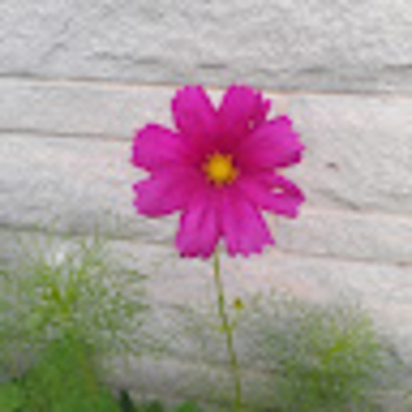 abellhouse3